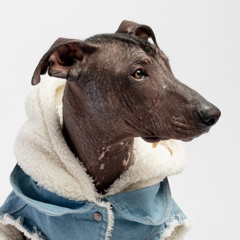 Stylish dog wearing the 'Justin' Distressed Denim Dog Jacket with cozy Sherpa lining, featuring a hood and folded collar for an edgy, fashionable look.