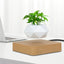 Levitating Bonsai Pot with floating effect, showcasing small green plant suspended above a wooden base for a modern and innovative indoor garden display.